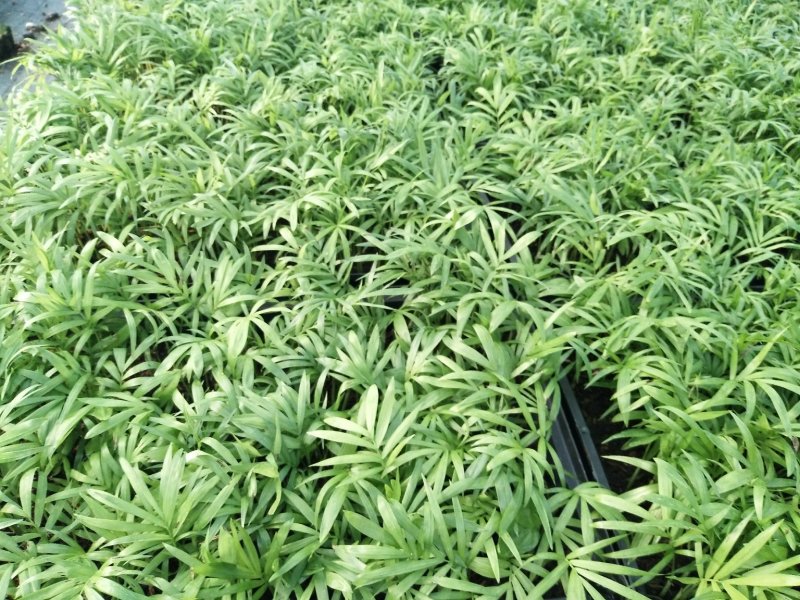 袖珍椰子树苗袖珍椰子种苗矮椰子苗室内观叶花卉绿植