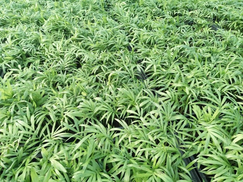 袖珍椰子树苗袖珍椰子种苗矮椰子苗室内观叶花卉绿植