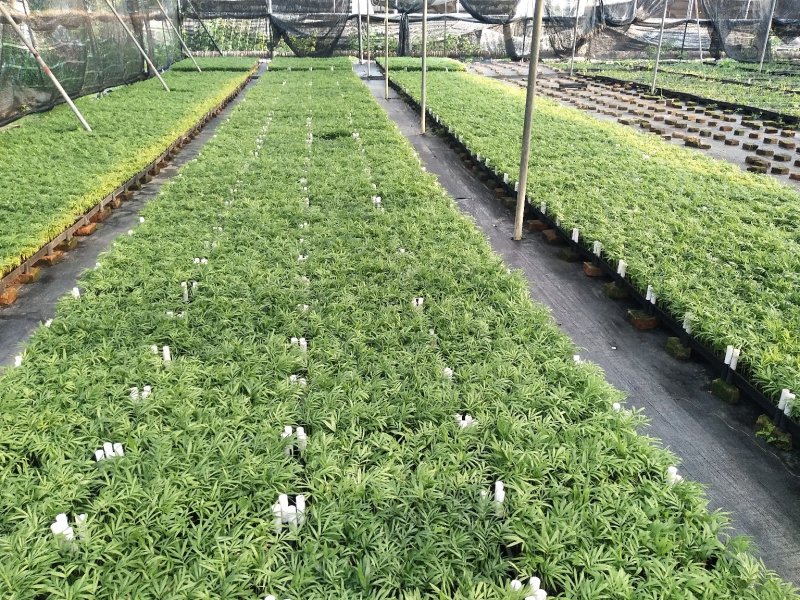 袖珍椰子树苗袖珍椰子种苗矮椰子苗室内观叶花卉绿植