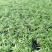 袖珍椰子树苗袖珍椰子种苗矮椰子苗室内观叶花卉绿植