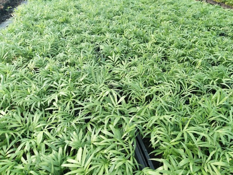 袖珍椰子树苗袖珍椰子种苗矮椰子苗室内观叶花卉绿植