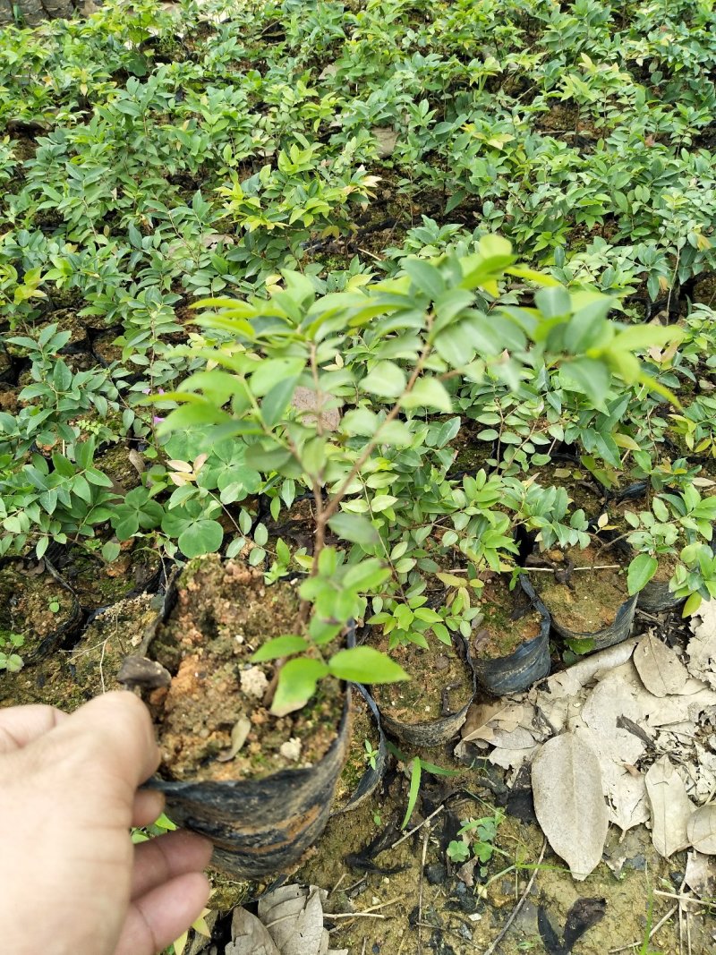 沙巴嘉宝果台湾水果苗15公分左右高小杯苗