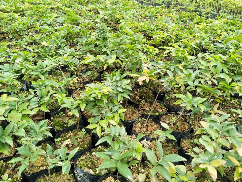 沙巴嘉宝果台湾水果苗15公分左右高小杯苗