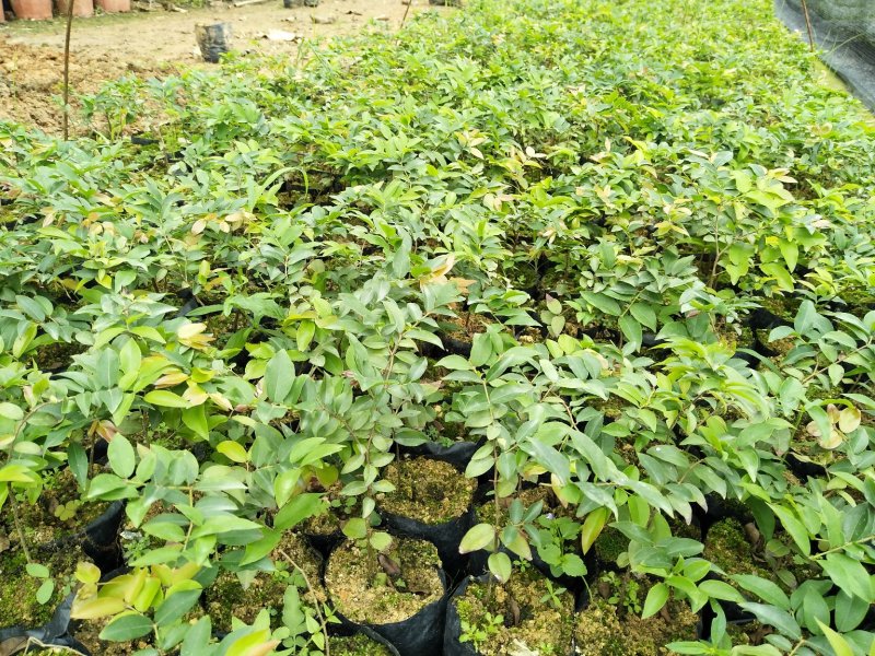 沙巴嘉宝果台湾水果苗15公分左右高小杯苗