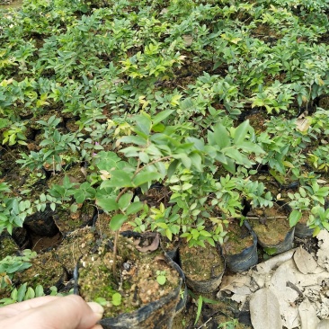 沙巴嘉宝果台湾水果苗15公分左右高小杯苗