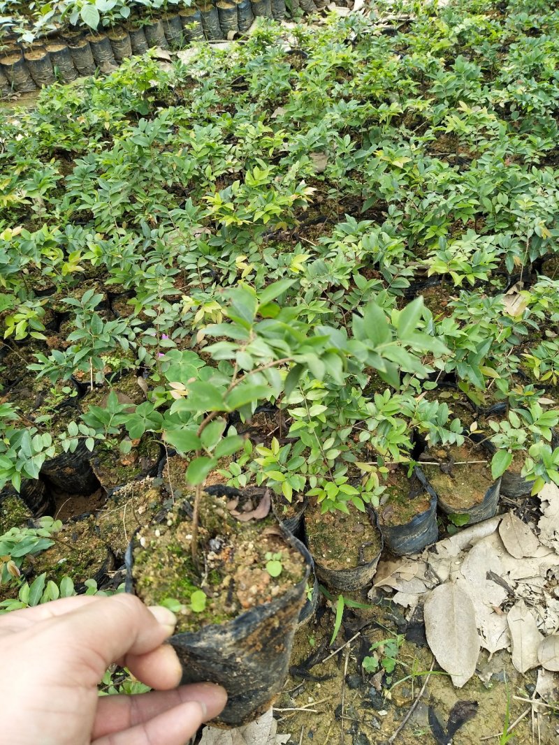 沙巴嘉宝果台湾水果苗15公分左右高小杯苗