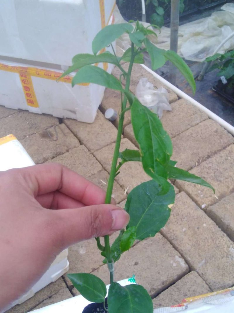 台农，紫香苗，大靓有苗，欢迎广大老板下单，价钱面谈。