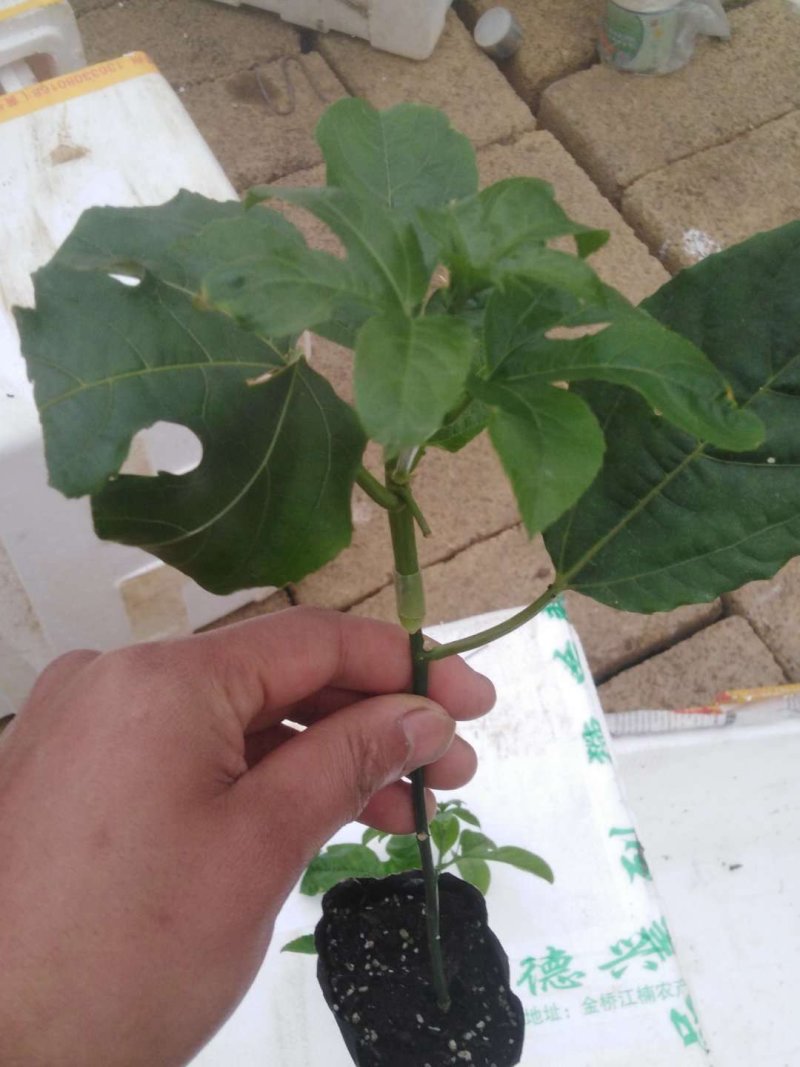 台农，紫香苗，大靓有苗，欢迎广大老板下单，价钱面谈。
