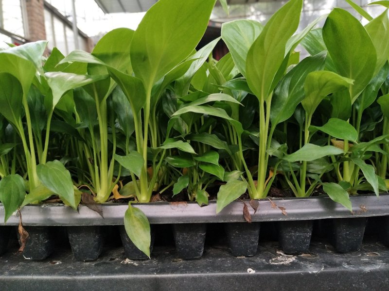 白掌穴盘苗室内常绿观叶绿植批发花卉种苗
