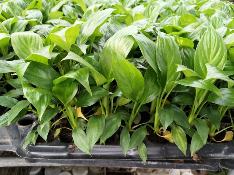 白掌穴盘苗室内常绿观叶绿植批发花卉种苗