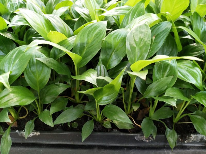 白掌穴盘苗室内常绿观叶绿植批发花卉种苗