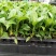 白掌穴盘苗室内常绿观叶绿植批发花卉种苗