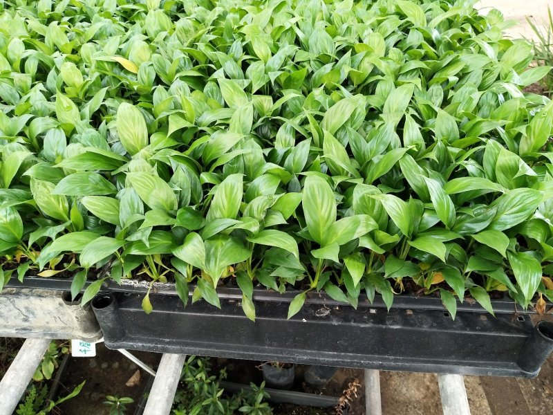 白掌穴盘苗室内常绿观叶绿植批发花卉种苗