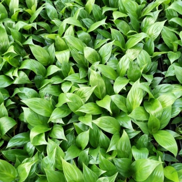 白掌穴盘苗室内常绿观叶绿植批发花卉种苗