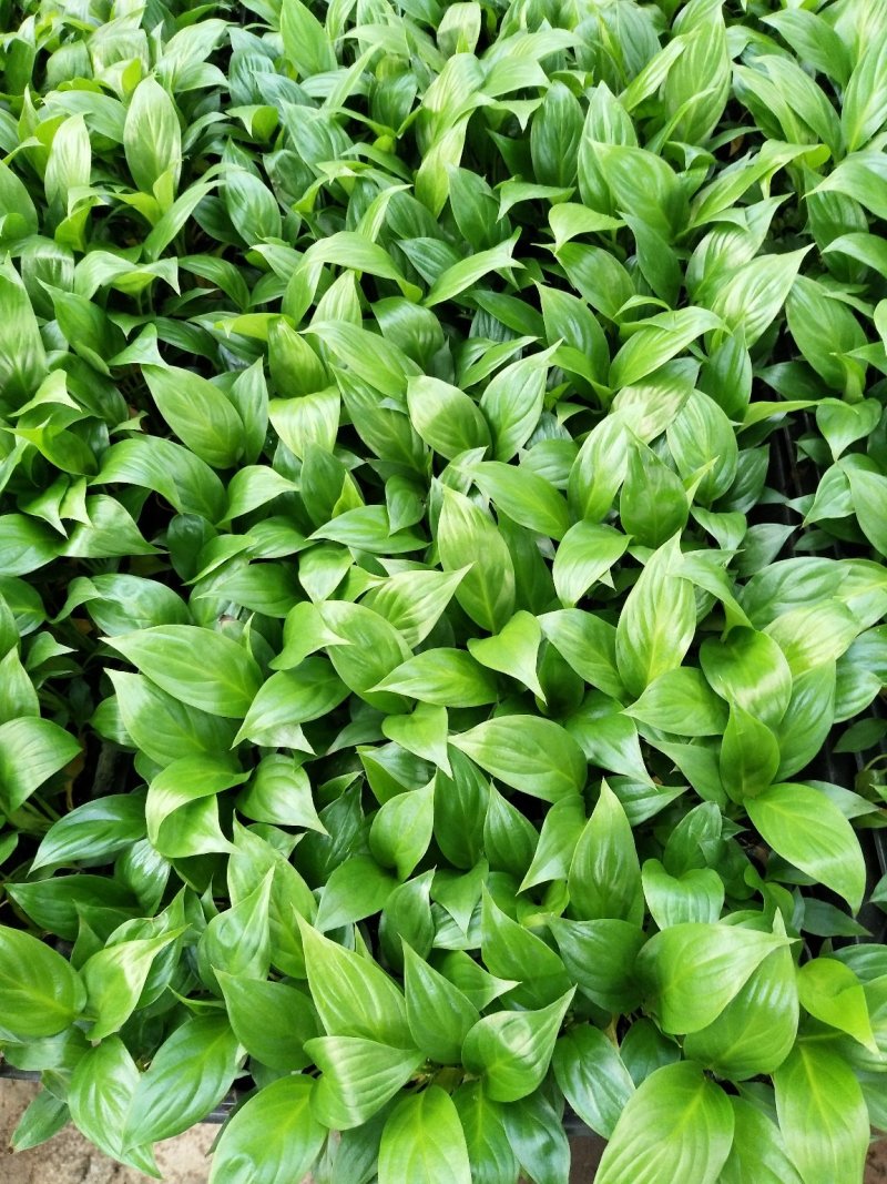 白掌穴盘苗室内常绿观叶绿植批发花卉种苗