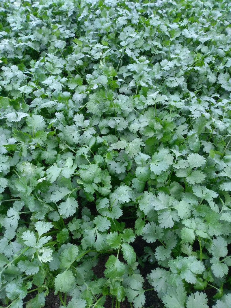 大叶香菜