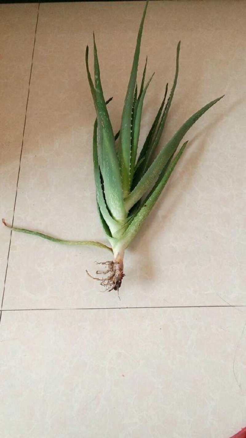 慧美芦荟批发中心-25-30公分左右苗，大量供应！