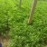 茼蒿
