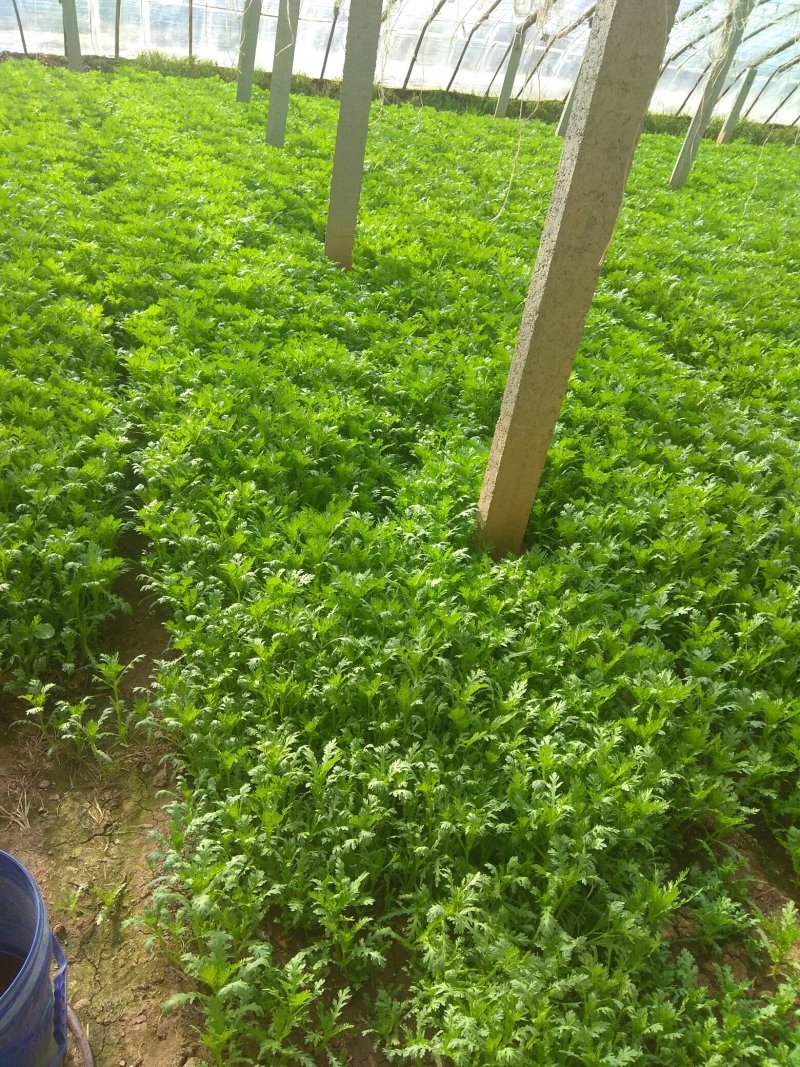 茼蒿