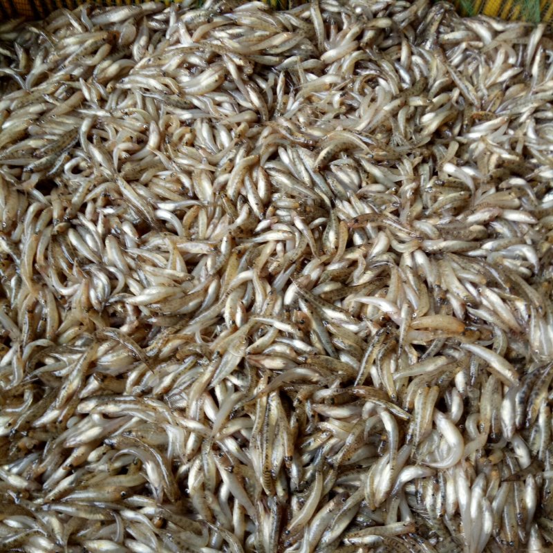 山根鱼