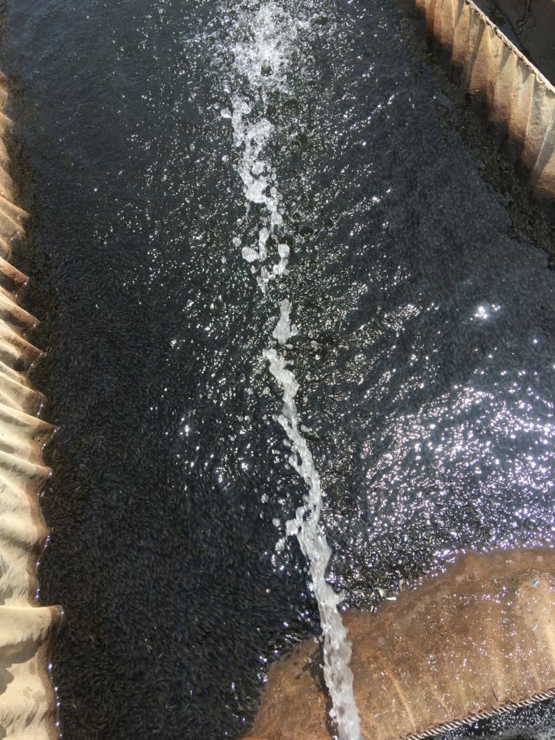 优质草鱼苗，水花，夏花，包成活，货真价实，假一赔十