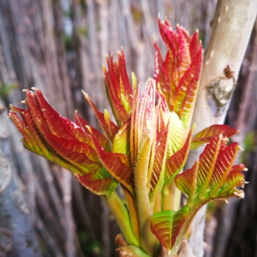 香椿芽
