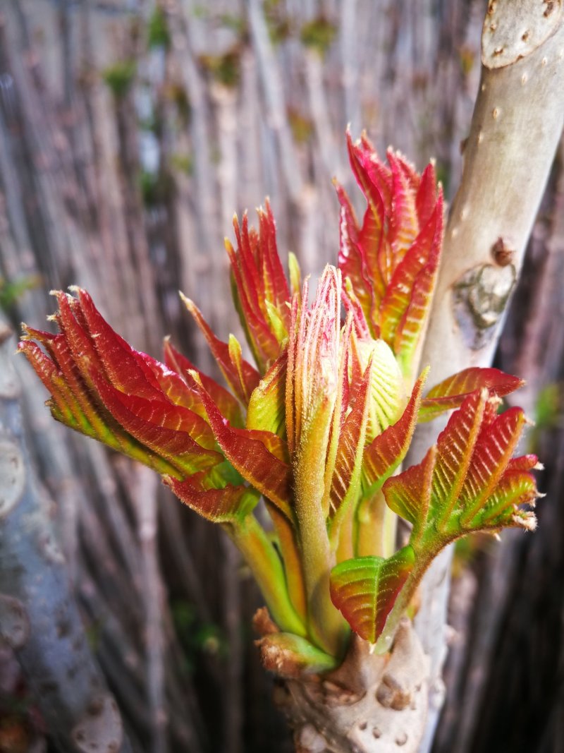 香椿芽