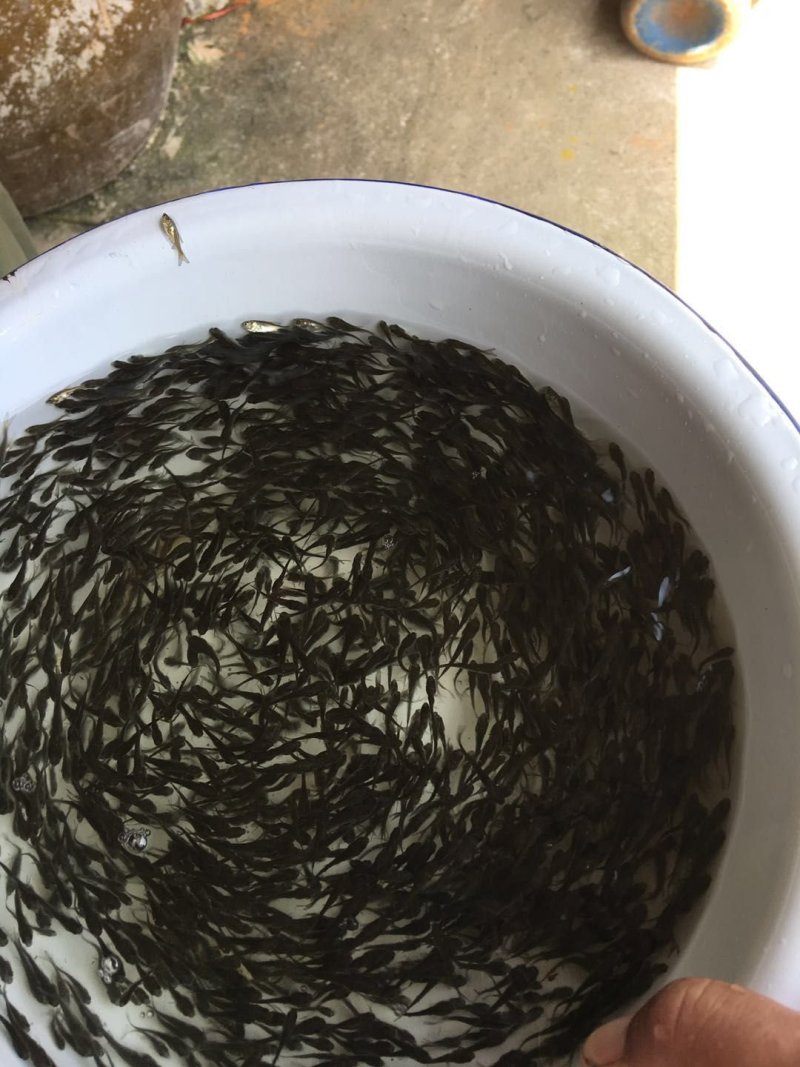 认证放心鱼苗，放心白鲢水花苗夏花苗，包成活