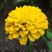 百日草种子混色重瓣百日草花种子百日草种子花种子四季易活开