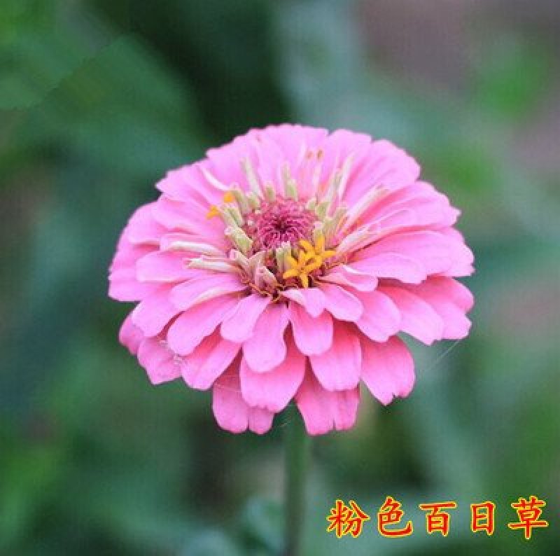 百日草种子混色重瓣百日草花种子百日草种子花种子四季易活开