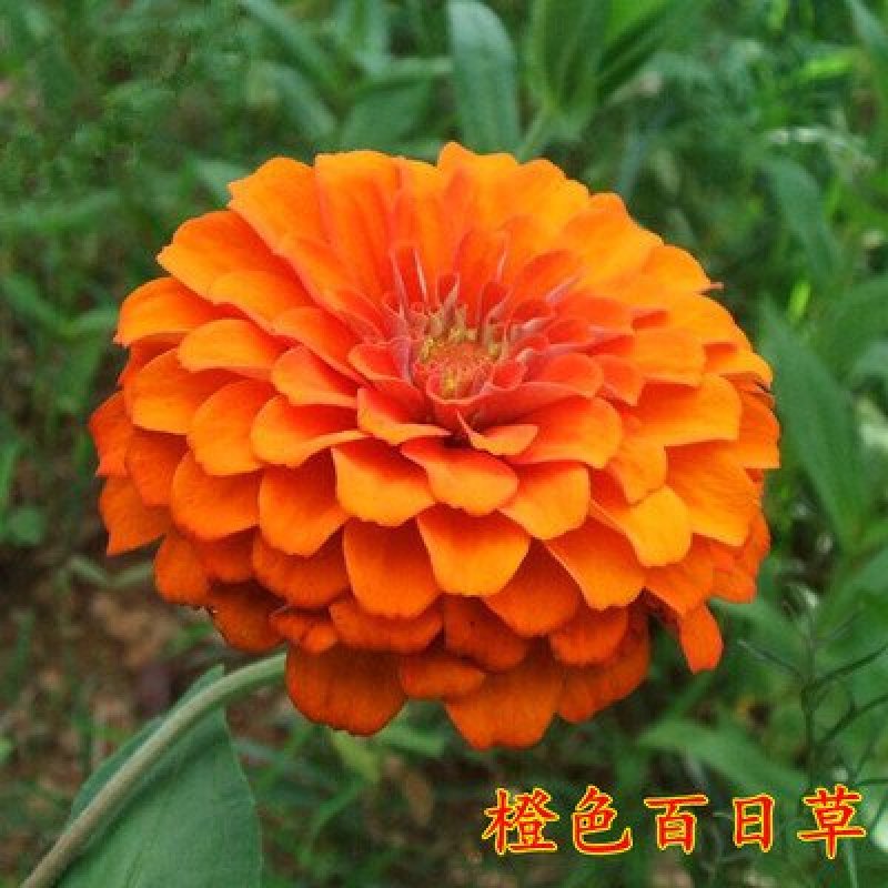 百日草种子混色重瓣百日草花种子百日草种子花种子四季易活开