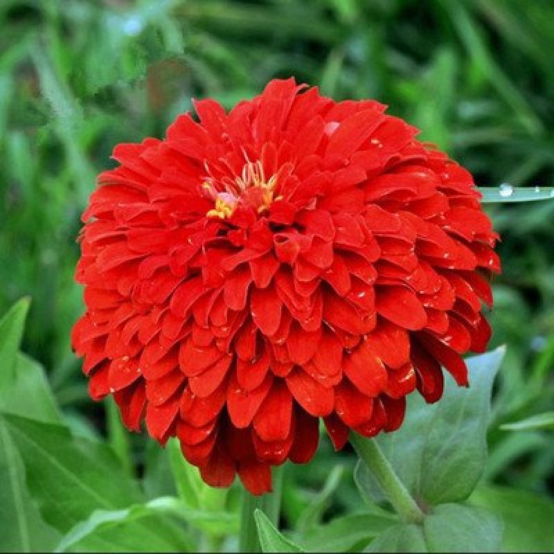 百日草种子混色重瓣百日草花种子百日草种子花种子四季易活开