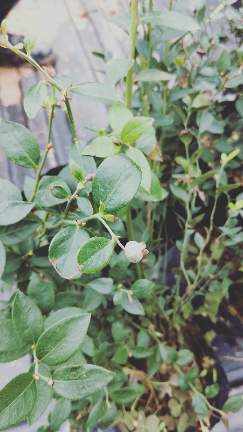 蓝莓苗蓝莓苗蓝莓树苗包邮40-60高