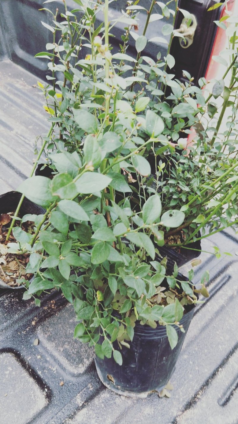 蓝莓苗蓝莓苗蓝莓树苗包邮40-60高