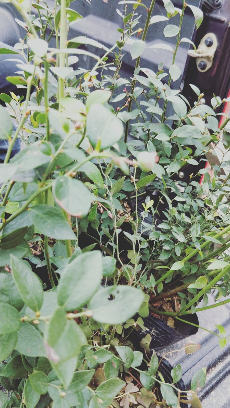 蓝莓苗蓝莓苗蓝莓树苗包邮40-60高