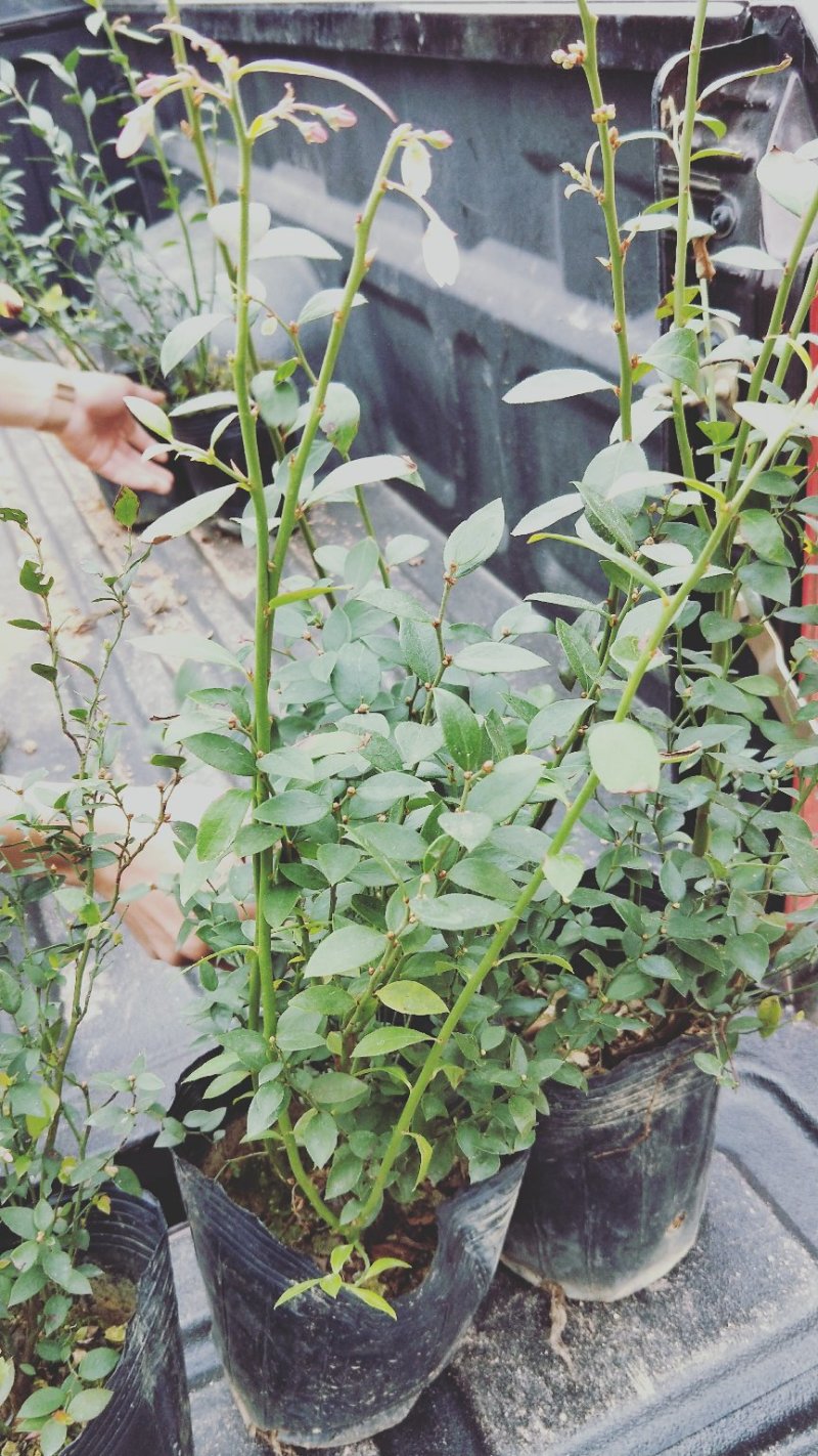 蓝莓苗蓝莓苗蓝莓树苗包邮40-60高