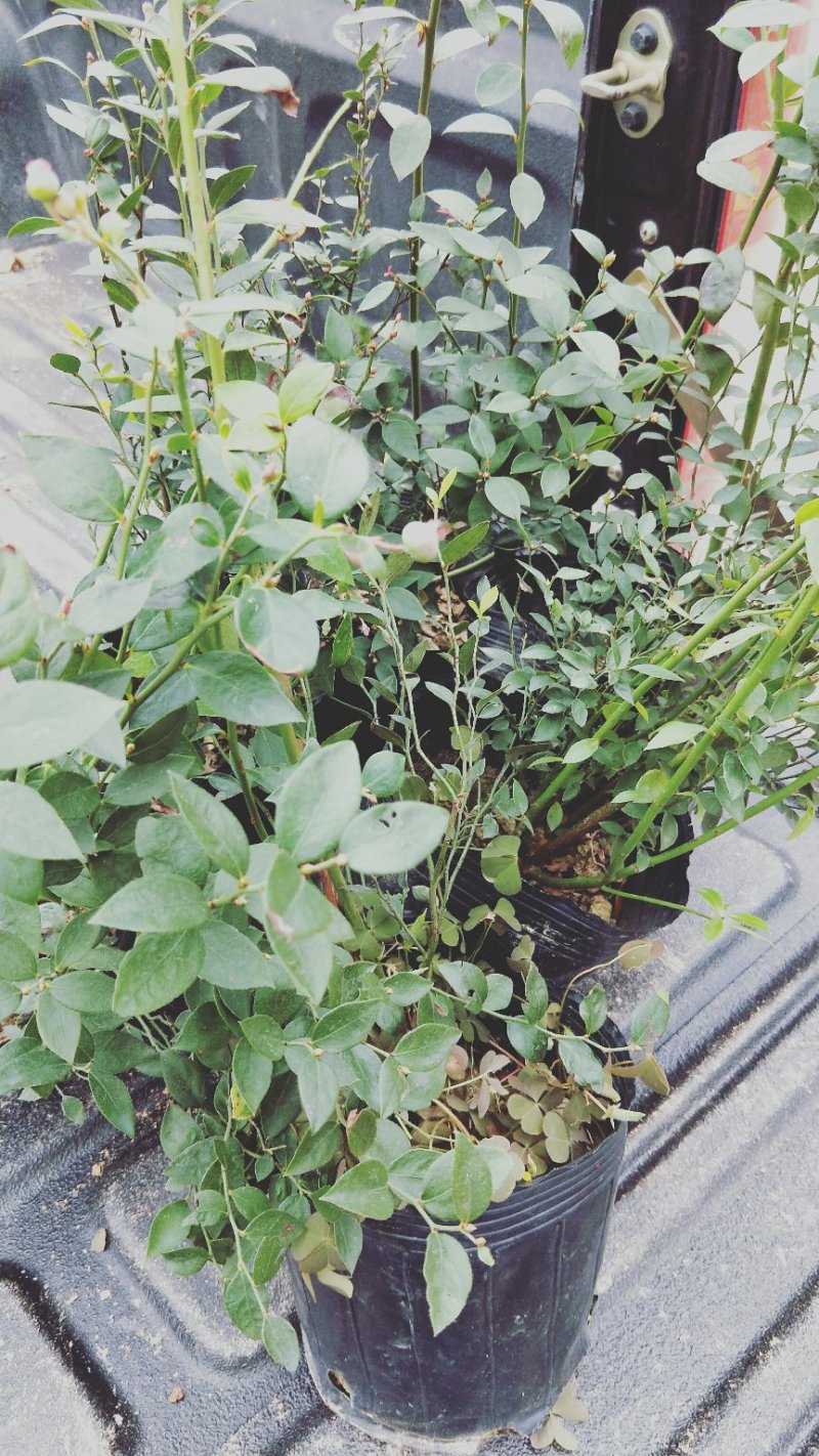 蓝莓苗蓝莓苗蓝莓树苗包邮40-60高