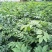 黄花梨苗海南黄花梨30-50公分高小杯苗