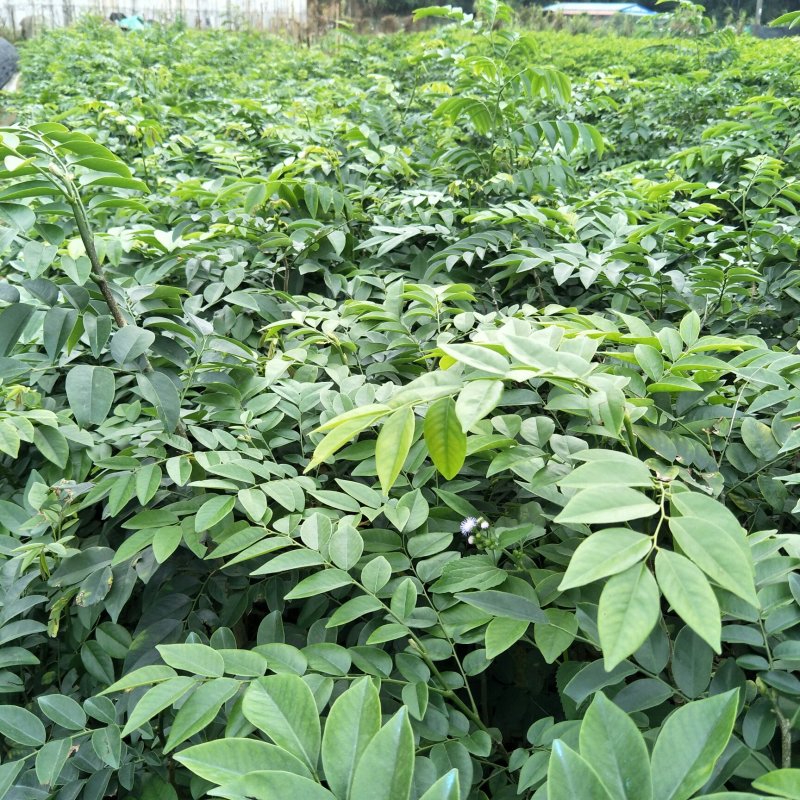 黄花梨苗海南黄花梨30-50公分高小杯苗