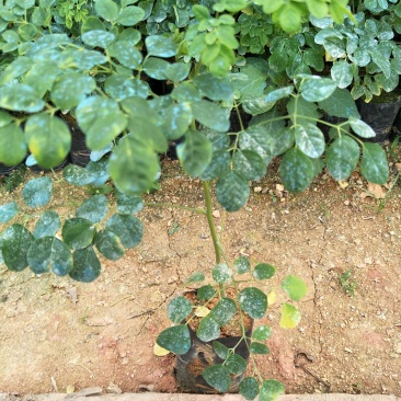 辣木袋苗1年苗25-40公分