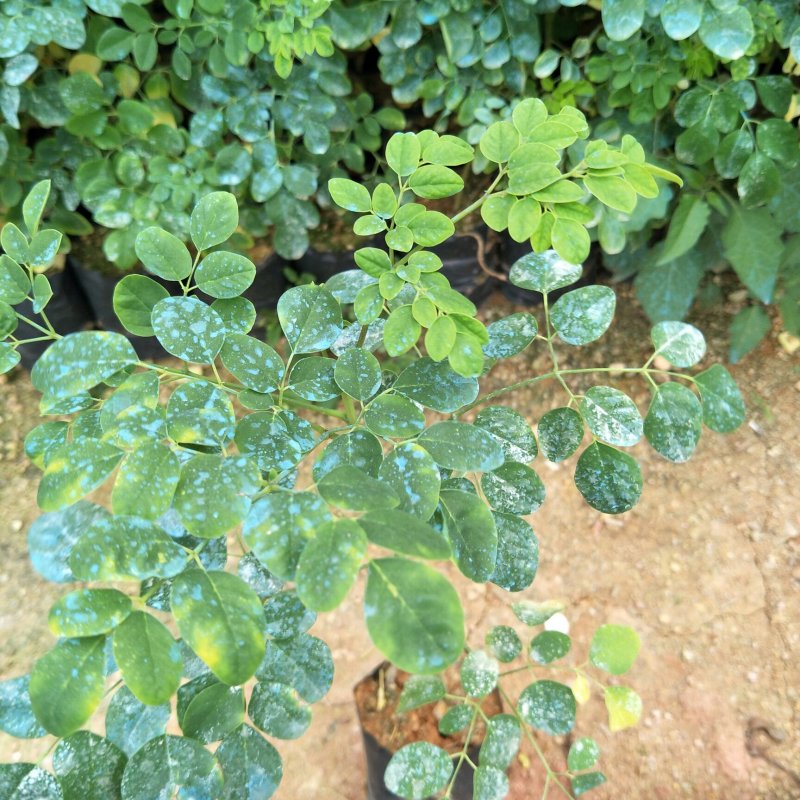 辣木袋苗1年苗25-40公分