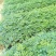辣木袋苗1年苗25-40公分