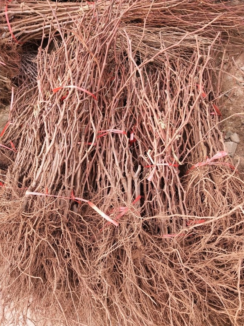 巨峰葡萄树苗，品种保证，平邑县基地直销，