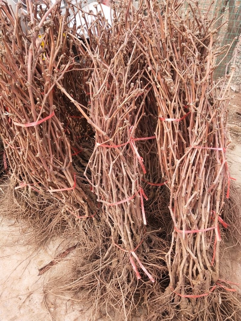 巨峰葡萄树苗，品种保证，平邑县基地直销，