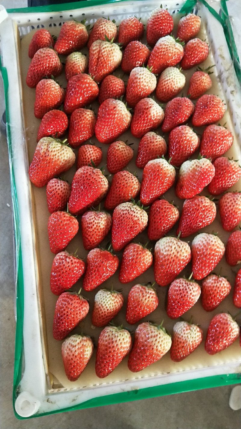 草莓大量上市
