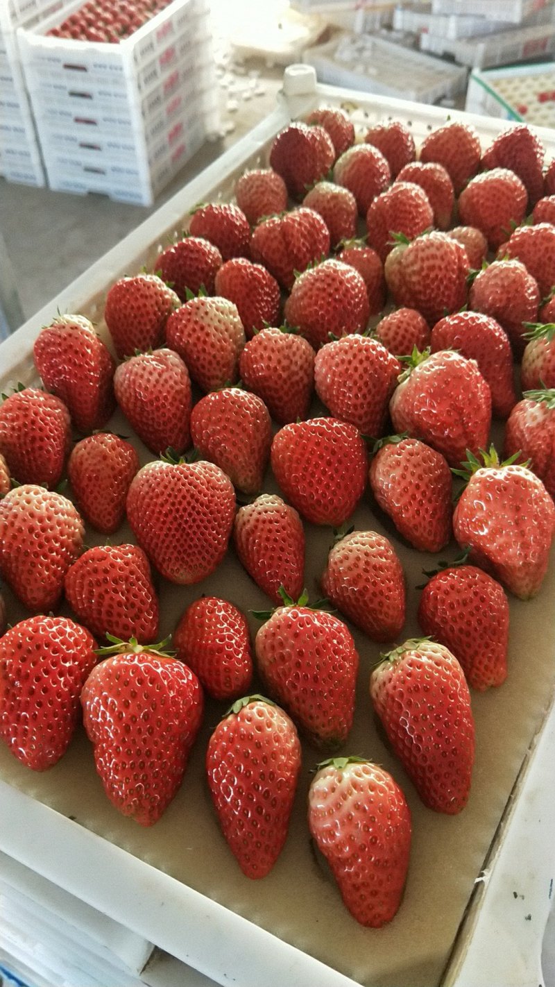 草莓大量上市