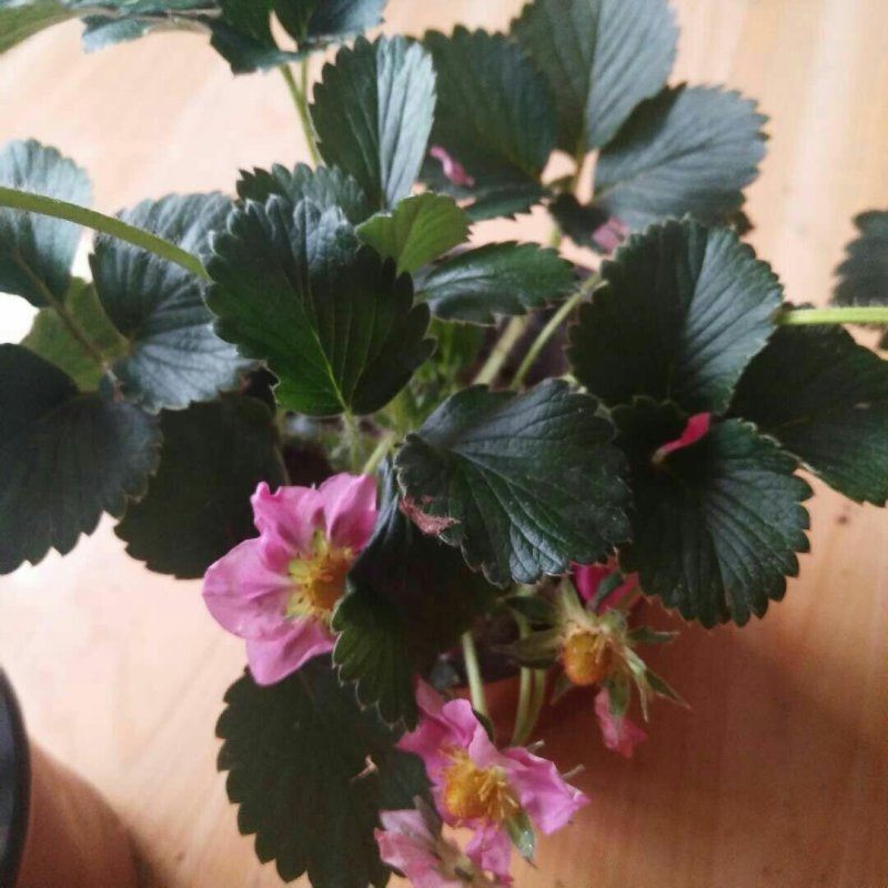 草莓盆栽