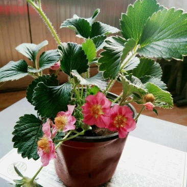 草莓盆栽
