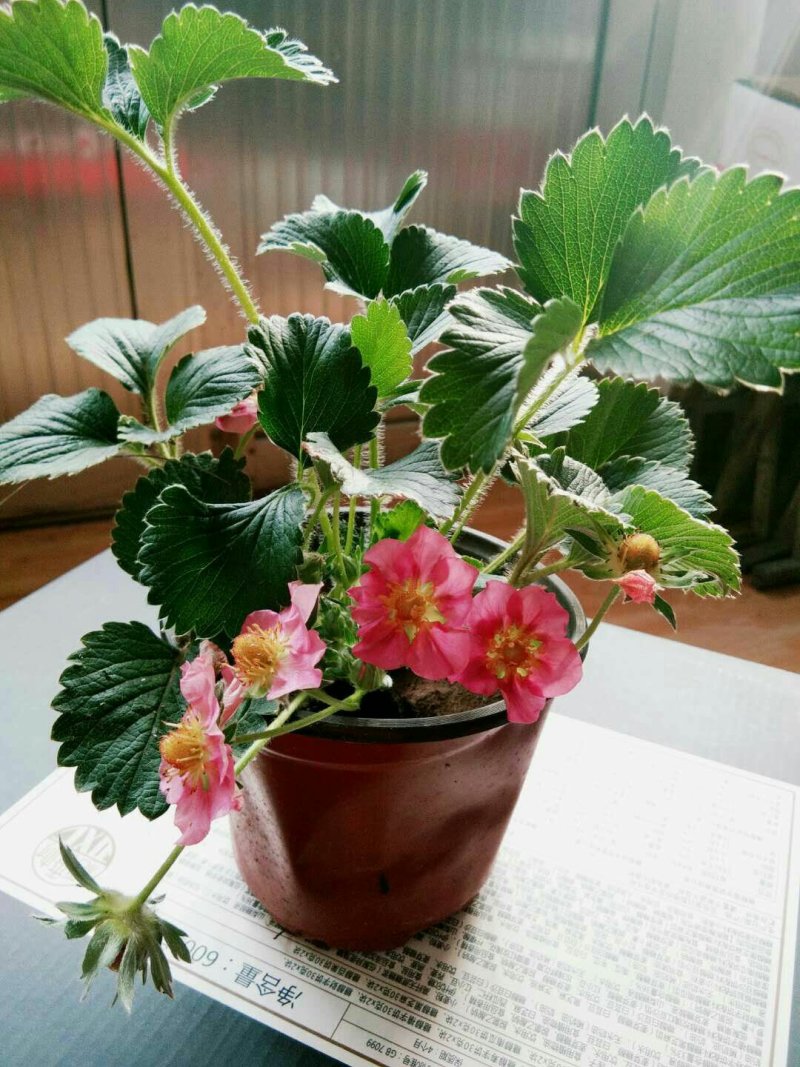 草莓盆栽