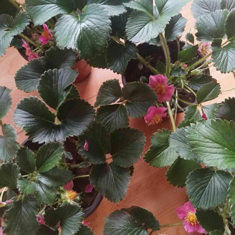 草莓盆栽